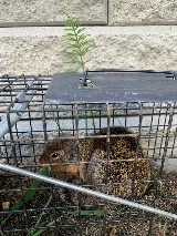 Ktown Pest Solutions photo 9