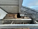 Whitby pest control Inc photo 4