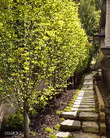 Swick's Landscaping Ltd. photo 8