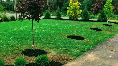 Landscaping experts Tree Planting, Sodding, Garden design photo 1