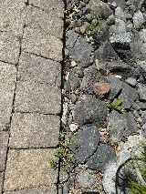 CAD Pest Control photo 3
