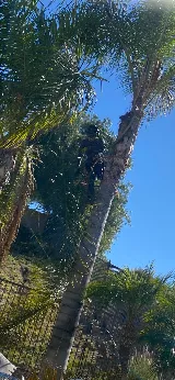 Arbol Roble Landscaping Services photo 8