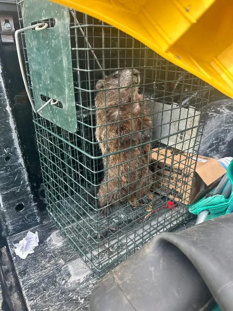 Pest Control PRO - Dublin photo 1
