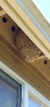 Pointe Pest Control - Redmond photo 4