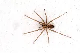 Interstate Pest Management photo 5