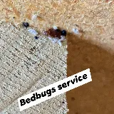 DYNAMIC PEST SOLUTIONS INC. photo 4