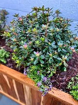 Potted Perfection, LLC. photo 8