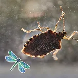 All Pest of Syracuse photo 7
