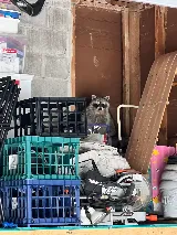 Pesterminator pest control