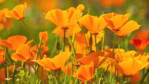 Cali Garden Landscaping in Vernon