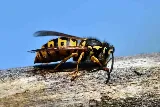 The Bugman Pest Control Services photo 4