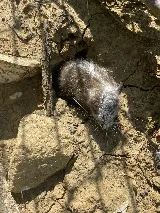 Peak Pest Management photo 6