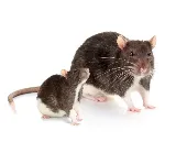 The Bugman Pest Control Services photo 8