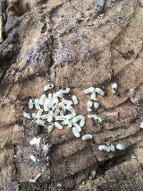 ASAP Pest Control photo 7