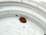 Excelsior Pest Group photo 4