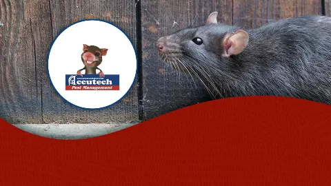 Accutech Pest Management in Annapolis