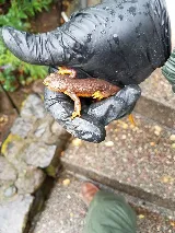 ATCO Pest Control photo 7