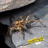 Armed Force Pest Control photo 7