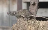 Bite Away Termite and Pest Control Inc