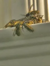 We Clean Pest Control Edmonton photo 9