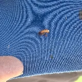Suncoast Pest Management