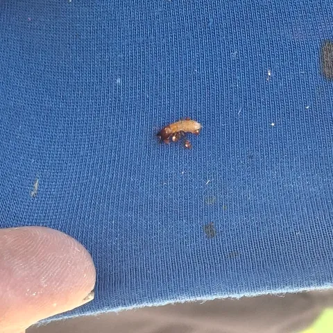 Suncoast Pest Management photo 1