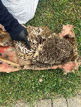 Catseye Pest Control - Boston, MA photo 6