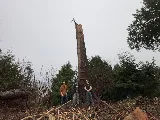 Rainforest Landscaping