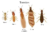 Budget Pest Control, Inc. photo 2