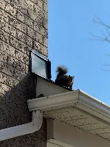 Fast Pest Control - Oakville photo 8