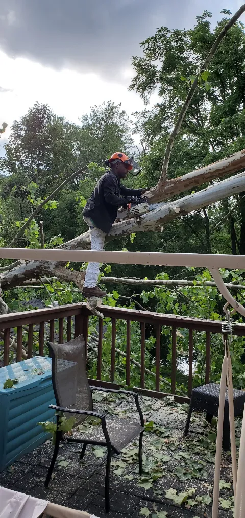 Lumberjacks Tree and Landscaping Services photo 1