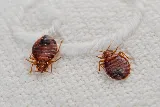 Pest In The City photo 3