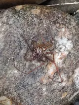 Pointe Pest Control - Redmond photo 8