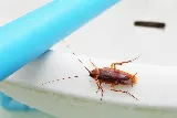 Allpro Pest Management photo 3
