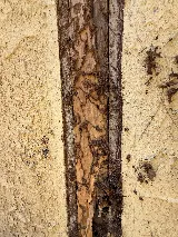 The No-Nonsense Termite Company photo 7