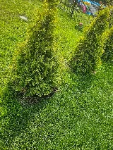 Green Horizons Lawn Care photo 8