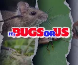 It's Bugs Or Us Pest Control - Tyler photo 4