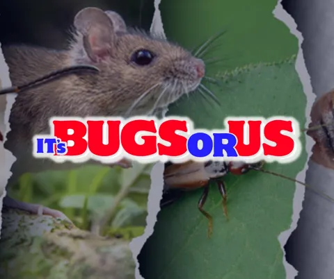 It’s Bugs Or Us Pest Control photo 1