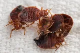 Bacon's Termite & Pest Control photo 2