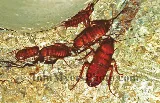 All-Rite Pest Control photo 2