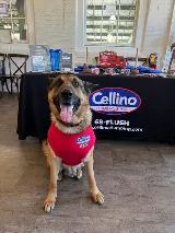 Cellino Plumbing, Heating, Cooling & Electric photo 5