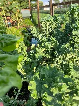 Greenix Pest Control photo 7
