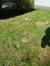 Bulwark Exterminating photo 2