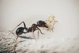 Mug-A-Bug Pest & Termite Control photo 3