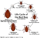 Bed Bug Exterminator San Francisco photo 5