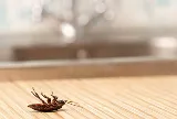 Fraser Valley Pest Control photo 3
