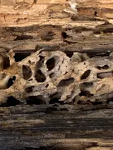 Integrity Pest Solutions photo 2