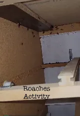 Pestlink Pest Control Edmonton Inc photo 3
