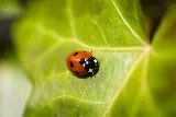 PestX Bakersfield Termite & Pest Control photo 3