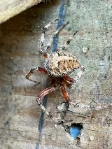 OKC Mosquito Militia Total Pest Control photo 2